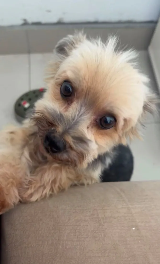 Cachorro raça SRD-ViraLata idade 6 ou mais anos nome Brahma 