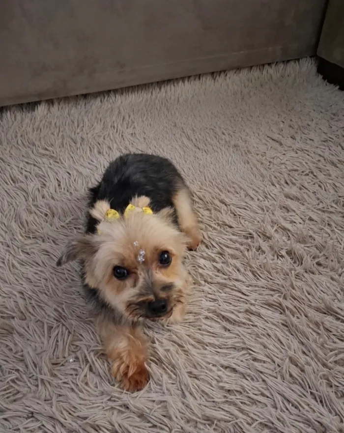 Cachorro raça SRD-ViraLata idade 6 ou mais anos nome Brahma 