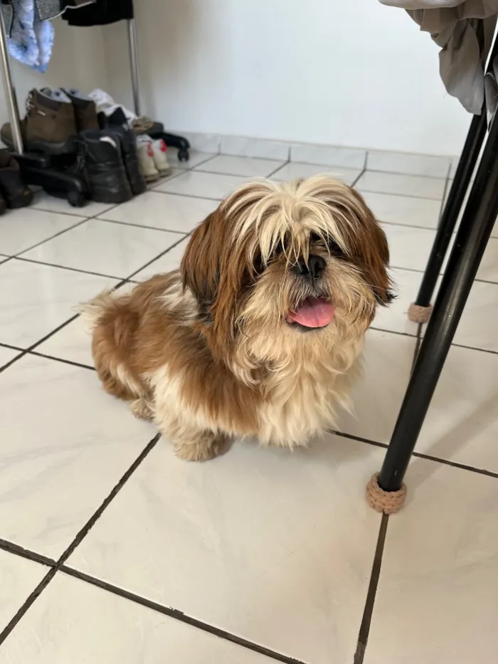 Cachorro raça Shitzu idade 1 ano nome Tedy