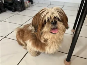 Cachorro raça Shitzu idade 1 ano nome Tedy
