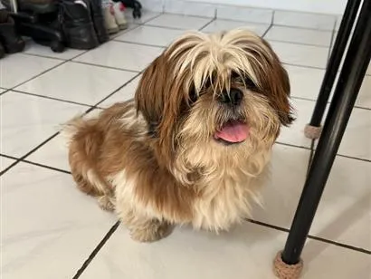 Cachorro raça Shitzu idade 1 ano nome Tedy