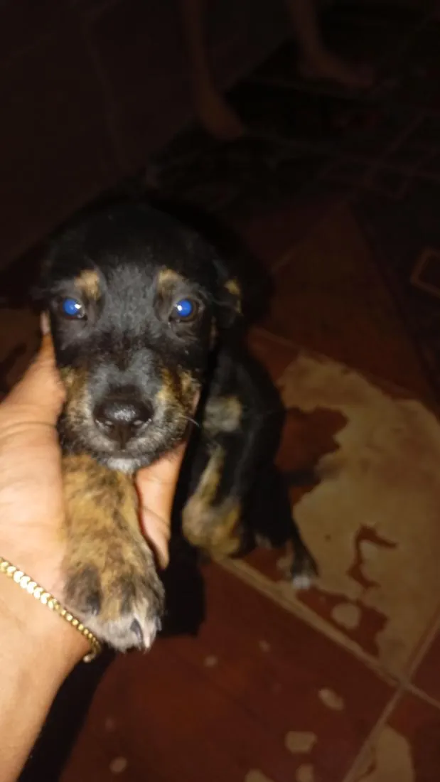 Cachorro raça SRD-ViraLata idade 2 a 6 meses nome sem nome ainda
