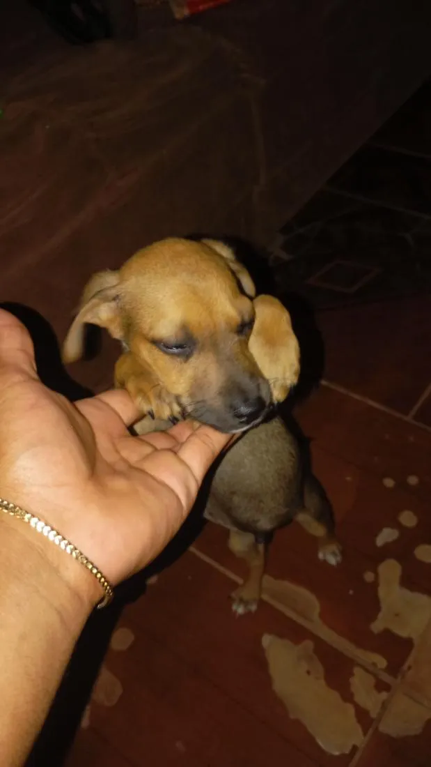 Cachorro raça SRD-ViraLata idade 2 a 6 meses nome sem nome ainda