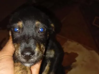 Cachorro raça SRD-ViraLata idade 2 a 6 meses nome sem nome ainda