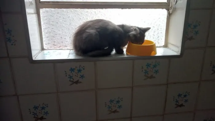 Gato raça SRD-ViraLata idade 2 a 6 meses nome cinza