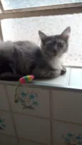 cinza