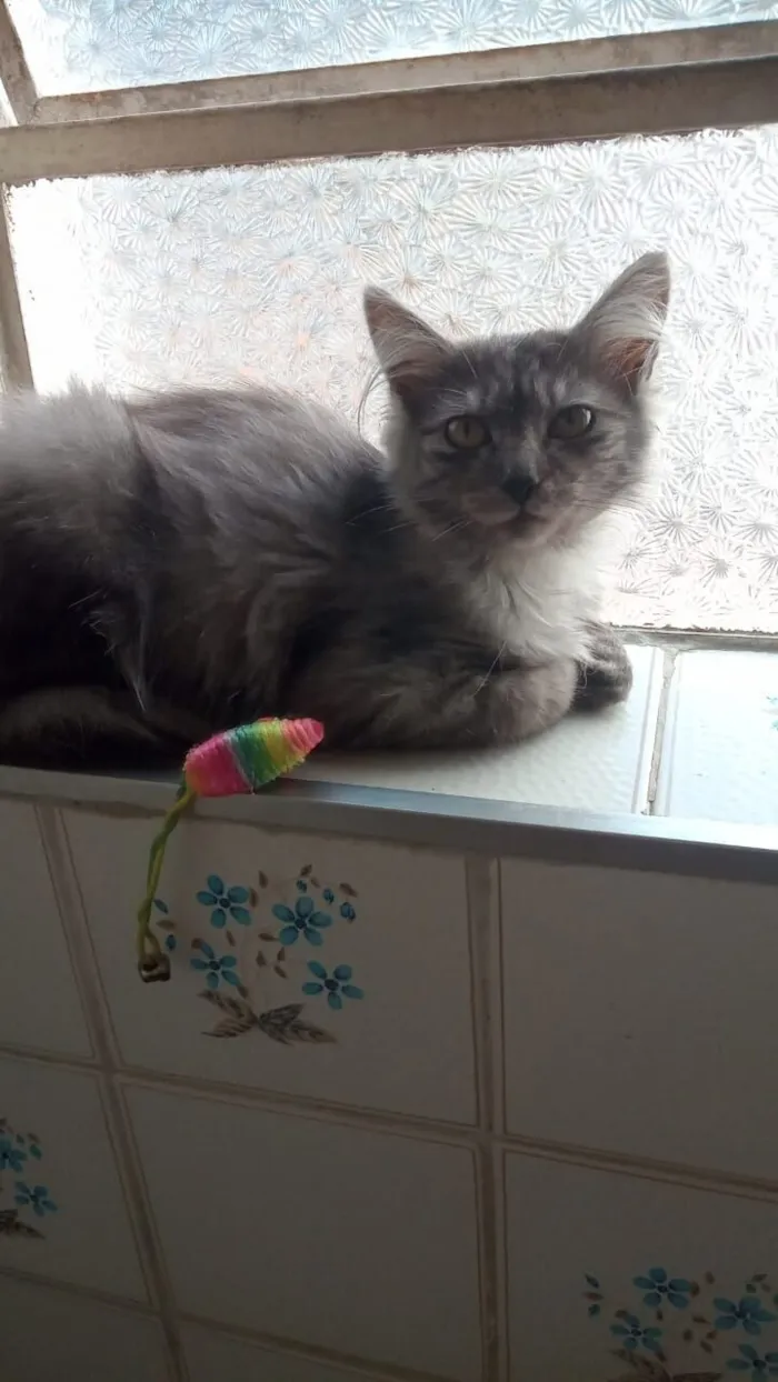 Gato raça SRD-ViraLata idade 2 a 6 meses nome cinza