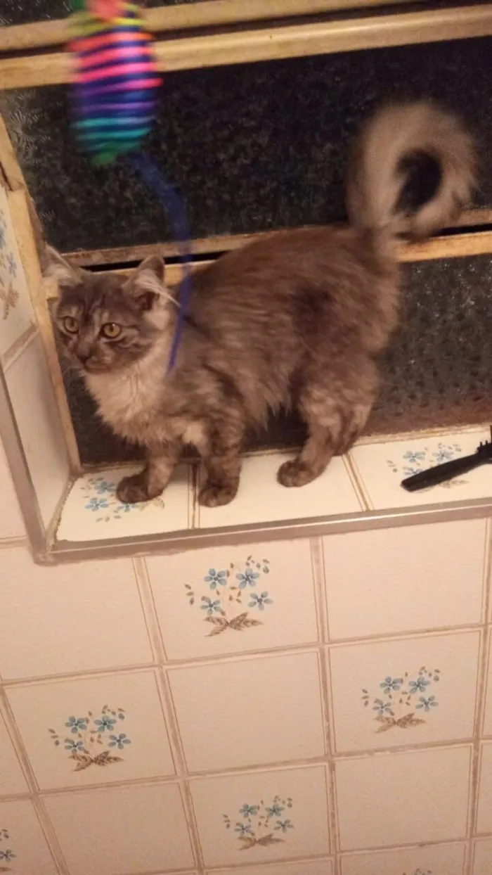 Gato raça SRD-ViraLata idade 2 a 6 meses nome cinza