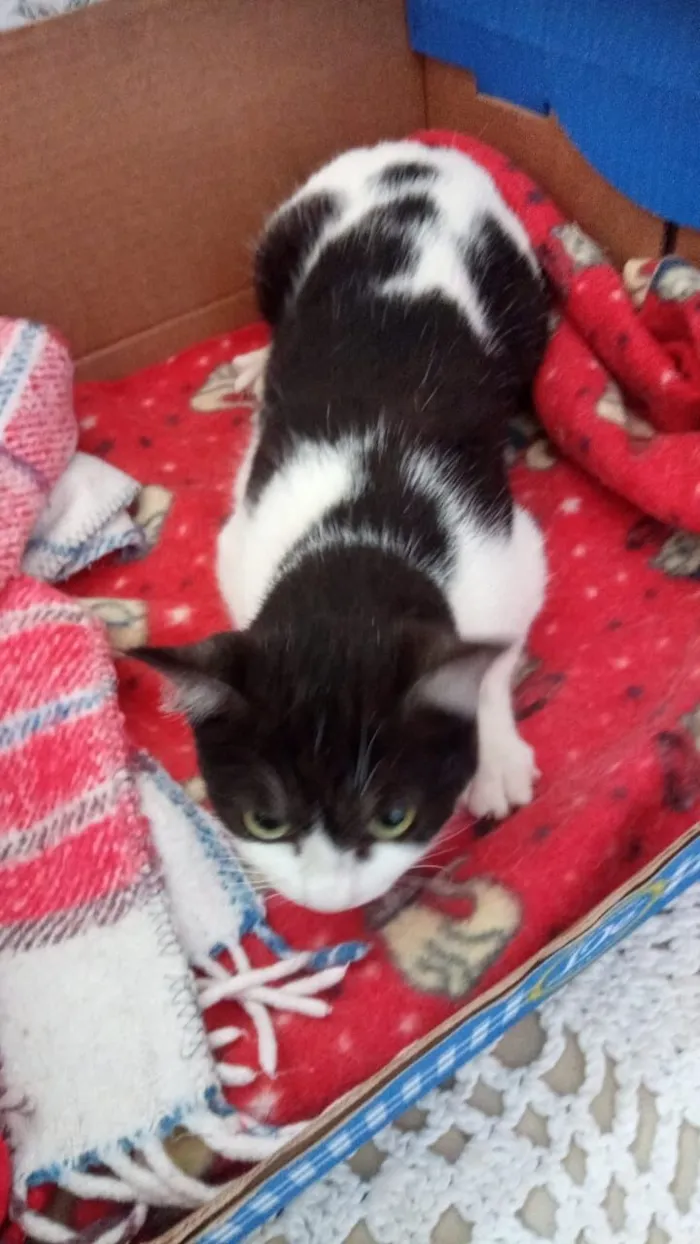 Gato raça SRD-ViraLata idade 2 a 6 meses nome frajola  gata