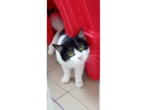 Gato raça SRD-ViraLata idade 2 a 6 meses nome frajola 