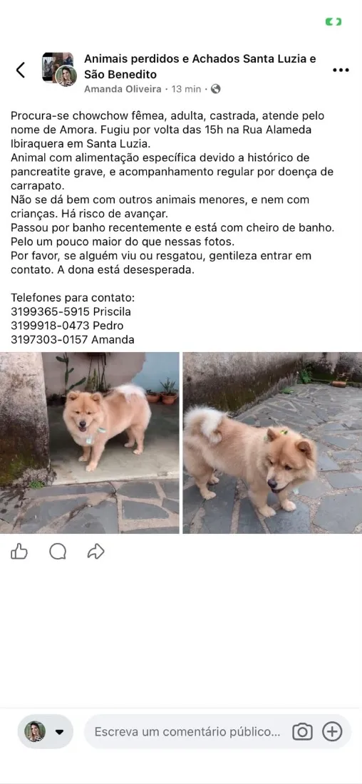 Cachorro raça SRD-ViraLata idade 6 ou mais anos nome Amora