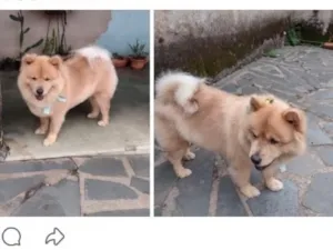 Cachorro raça SRD-ViraLata idade 6 ou mais anos nome Amora