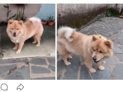 Cachorro raça SRD-ViraLata idade 6 ou mais anos nome Amora