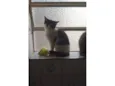 frajolinha 