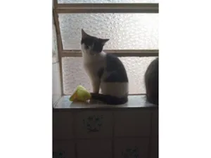 Gato raça SRD-ViraLata idade 2 a 6 meses nome frajolinha 