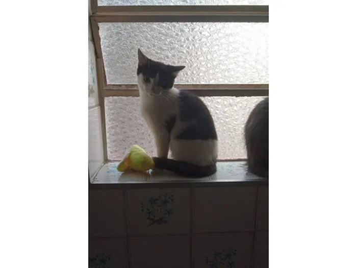 Gato raça SRD-ViraLata idade 2 a 6 meses nome frajolinha 