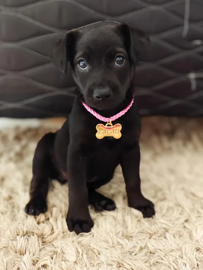 Cachorro raça SRD-ViraLata idade 2 a 6 meses nome Cacau