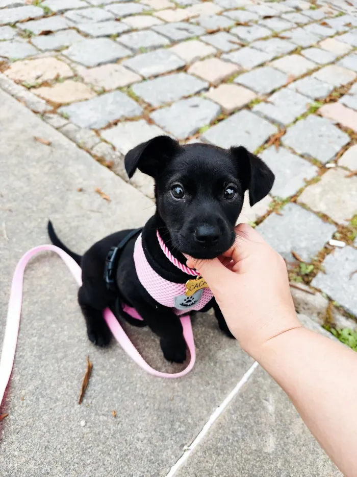 Cachorro raça SRD-ViraLata idade 2 a 6 meses nome Cacau