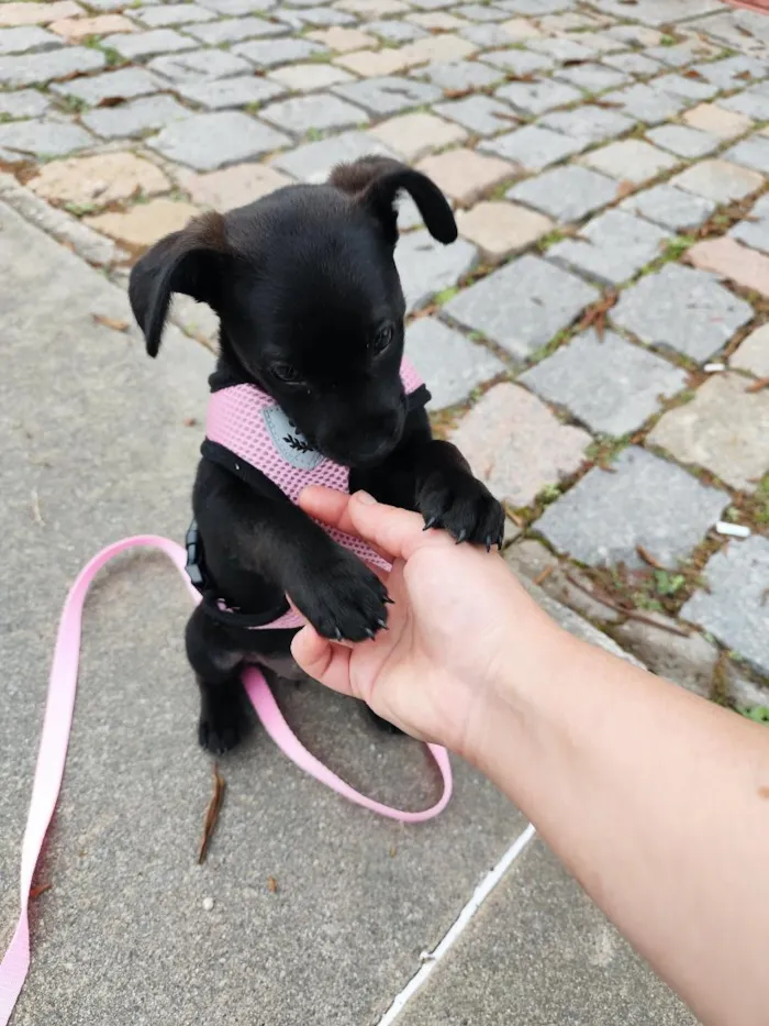 Cachorro raça SRD-ViraLata idade 2 a 6 meses nome Cacau