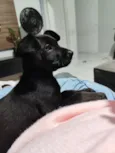 Cacau