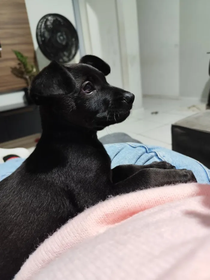 Cachorro raça SRD-ViraLata idade 2 a 6 meses nome Cacau