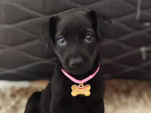 Cachorro raça SRD-ViraLata idade 2 a 6 meses nome Cacau