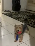 Toby