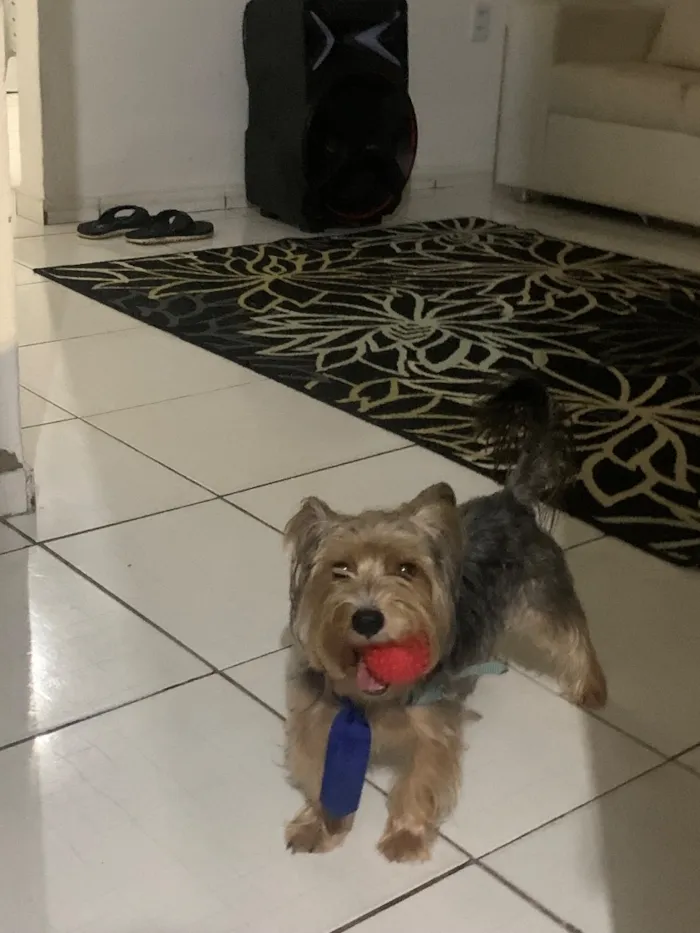 Cachorro raça Shitzu idade 6 ou mais anos nome Toby