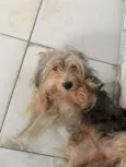 Toby