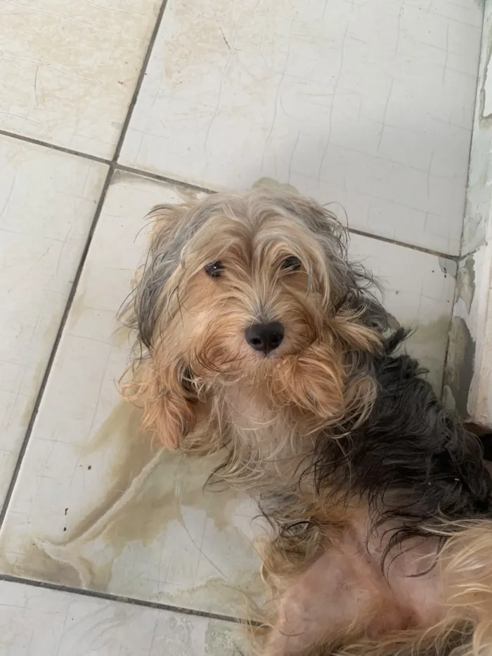 Cachorro raça Shitzu idade 6 ou mais anos nome Toby
