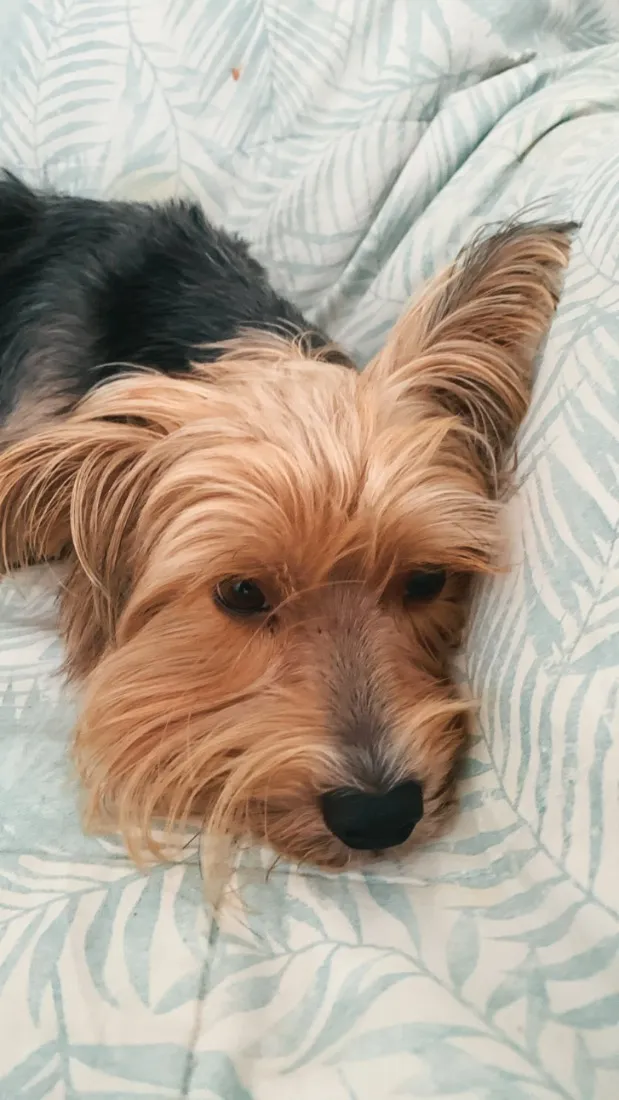 Cachorro raça Shitzu idade 6 ou mais anos nome Toby