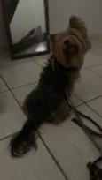 Toby