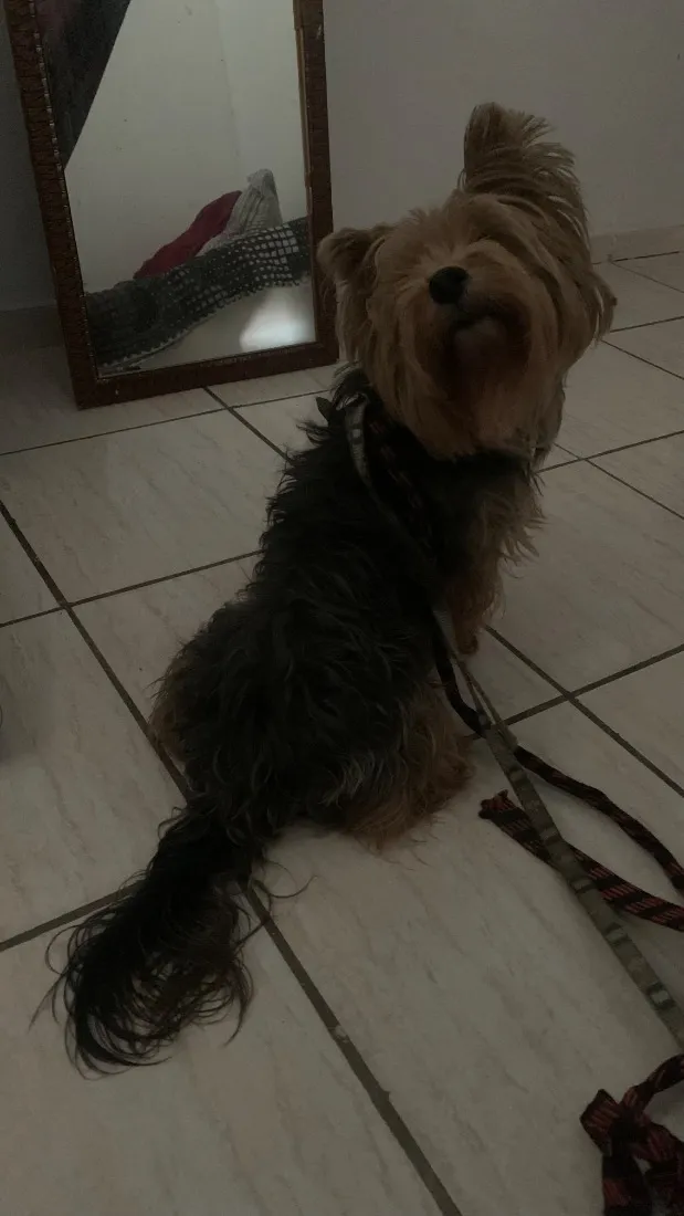 Cachorro raça Shitzu idade 6 ou mais anos nome Toby