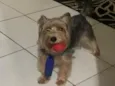 Toby
