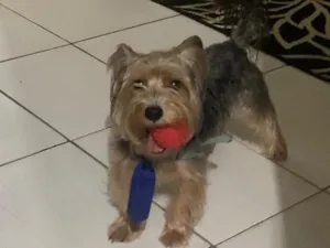 Cachorro raça Shitzu idade 6 ou mais anos nome Toby