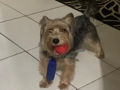 Cachorro raça Shitzu idade 6 ou mais anos nome Toby