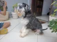 Buddy