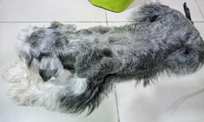 Cachorro raça Schnauzer  idade 4 anos nome Buddy