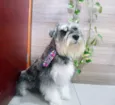 Buddy