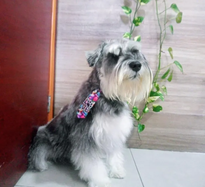 Cachorro raça Schnauzer  idade 4 anos nome Buddy