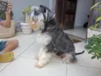 Buddy