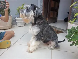 Cachorro raça Schnauzer  idade 4 anos nome Buddy