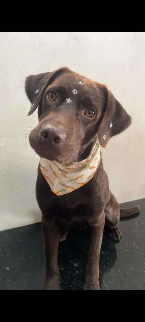 Cachorro raça Labrador idade 3 anos nome Cacau