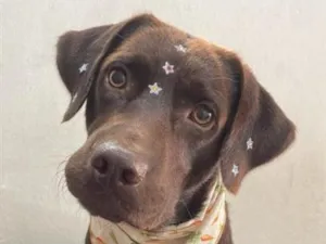 Cachorro raça Labrador idade 3 anos nome Cacau