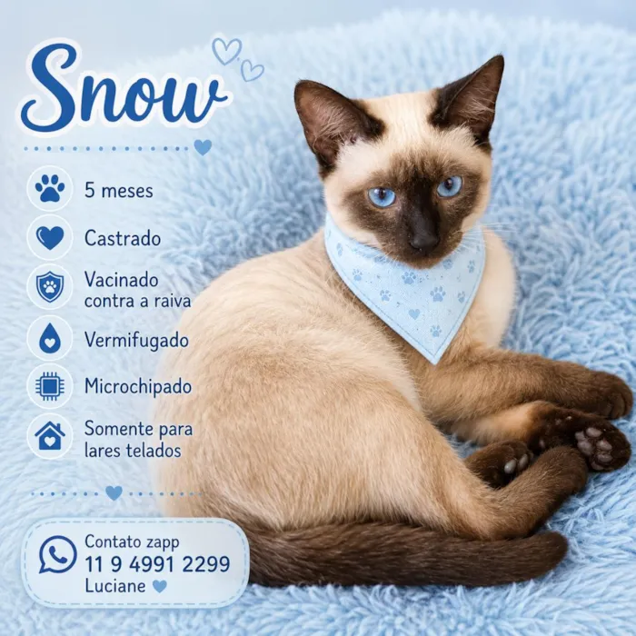 Gato raça Siamês idade 2 a 6 meses nome Snow