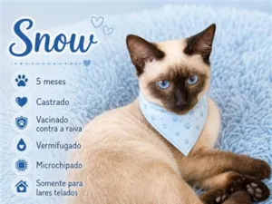Gato raça Siamês idade 2 a 6 meses nome Snow