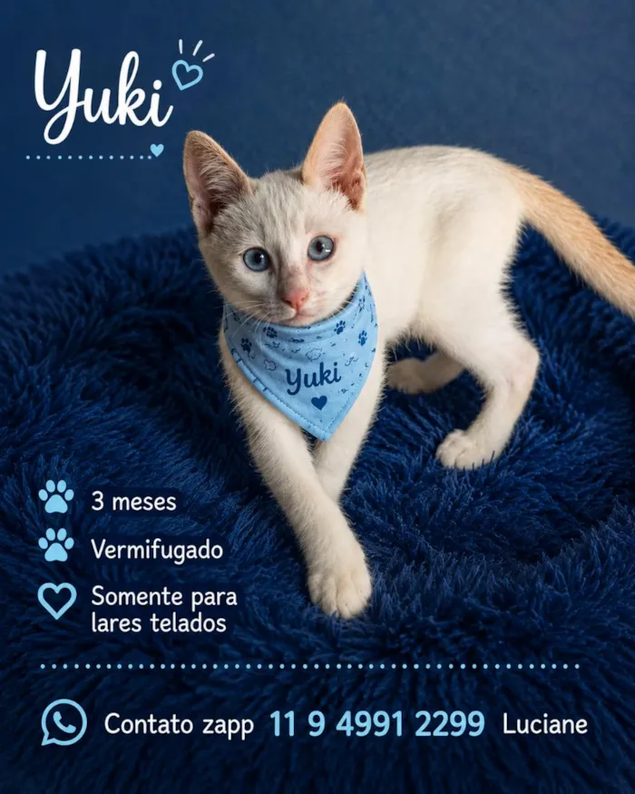 Gato raça SRD-ViraLata idade 2 a 6 meses nome Yuki