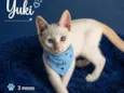 Yuki