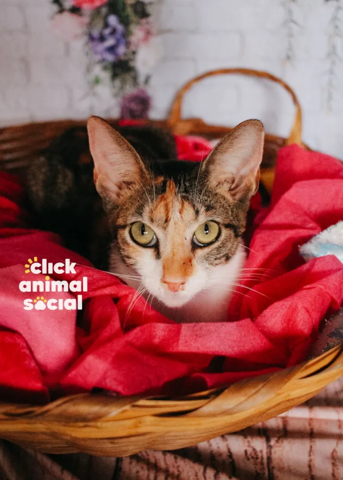 Gato raça SRD-ViraLata idade 1 ano nome Jolie
