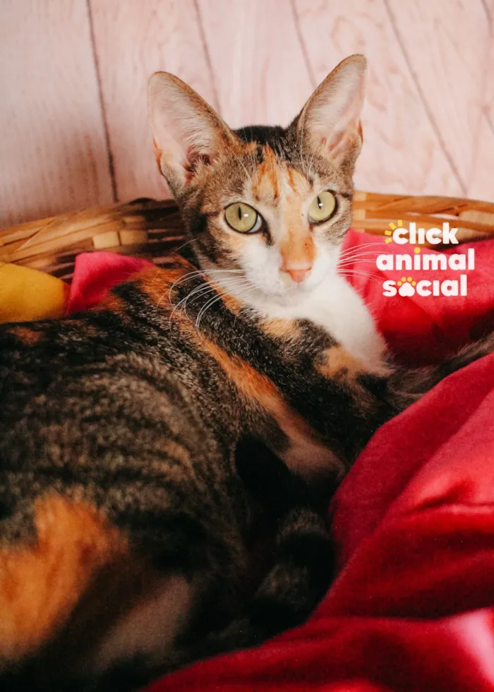 Gato raça SRD-ViraLata idade 1 ano nome Jolie
